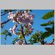 paulownia 17.5.01.jpg
